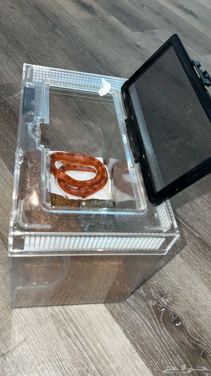 للبيع كورن 0