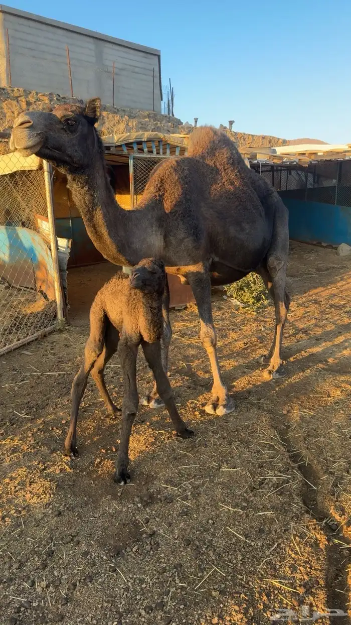 خلفه ناتج اليوم للببع 6