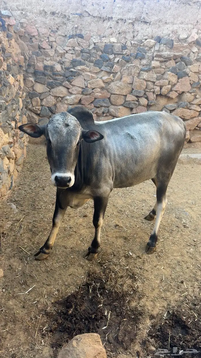 ثور فحل للبيع 0