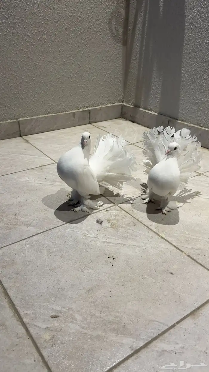 حمام رقاص هندي ابيض توب 0