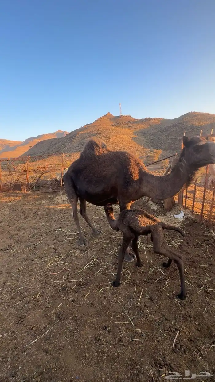 خلفه ناتج اليوم للببع 0