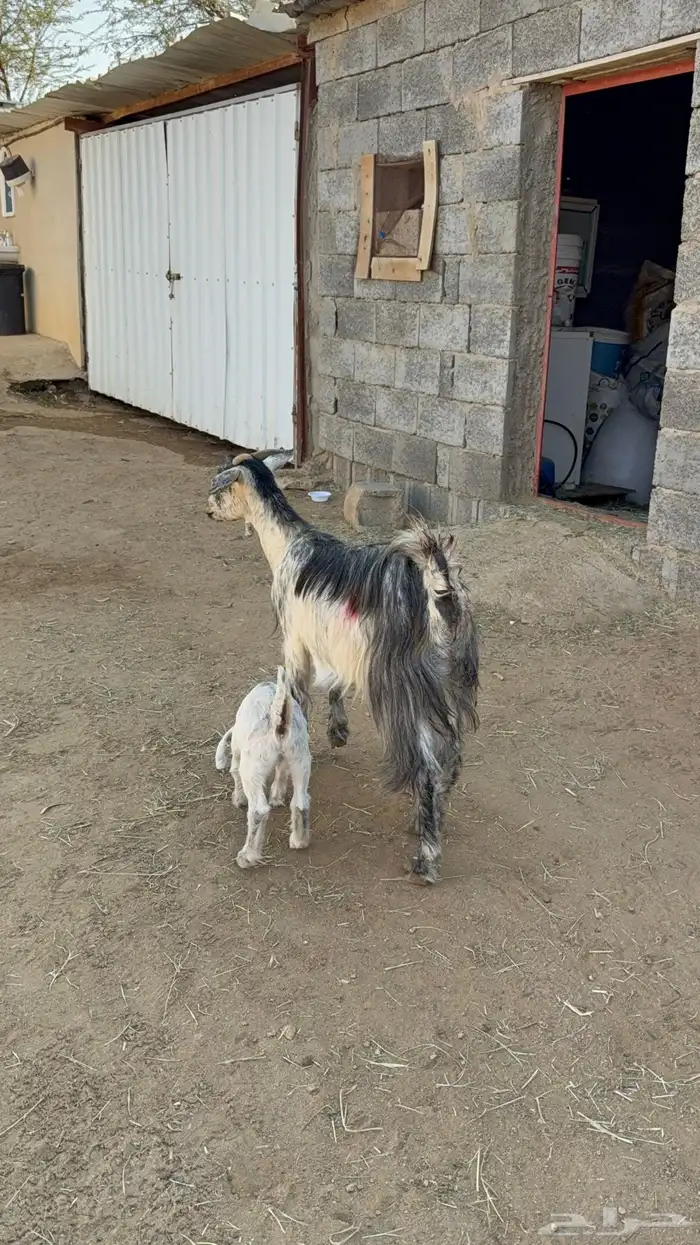 عنز والد تحتها عناق 1