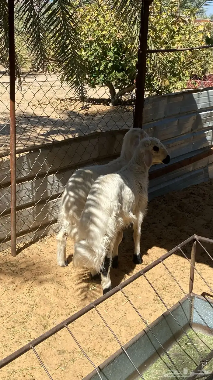 خروفين صفر . 0