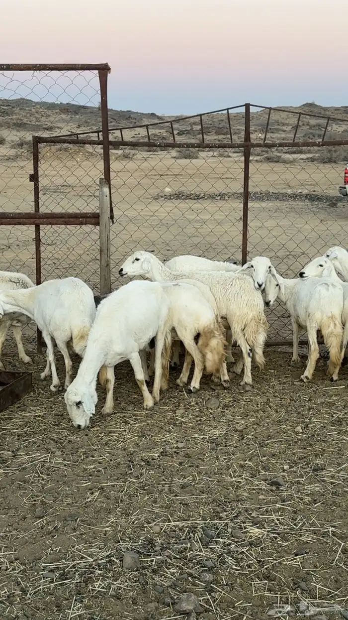 اعرض لكم حلالي ضان دفع دفاع بين مراح واحد ونضاف ومشروطه 1