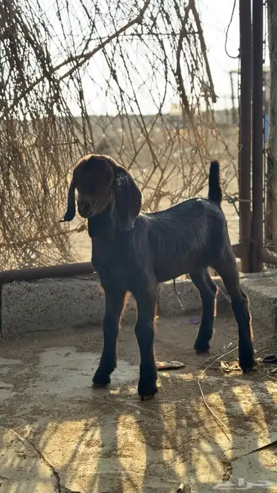 مشروع فحل تيس مطور ادهم ادبس العمر 7ايام index