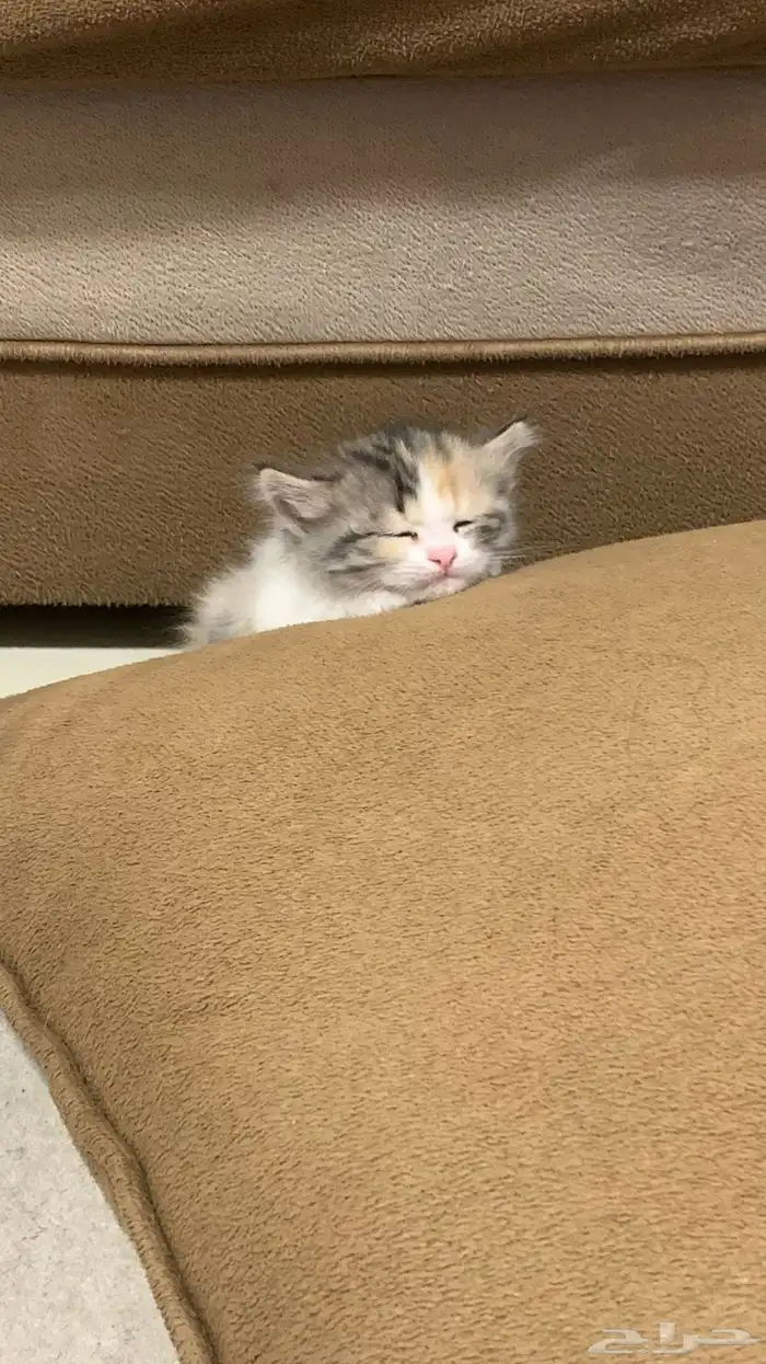 للبيع خمس قطط ام وعيالها 1