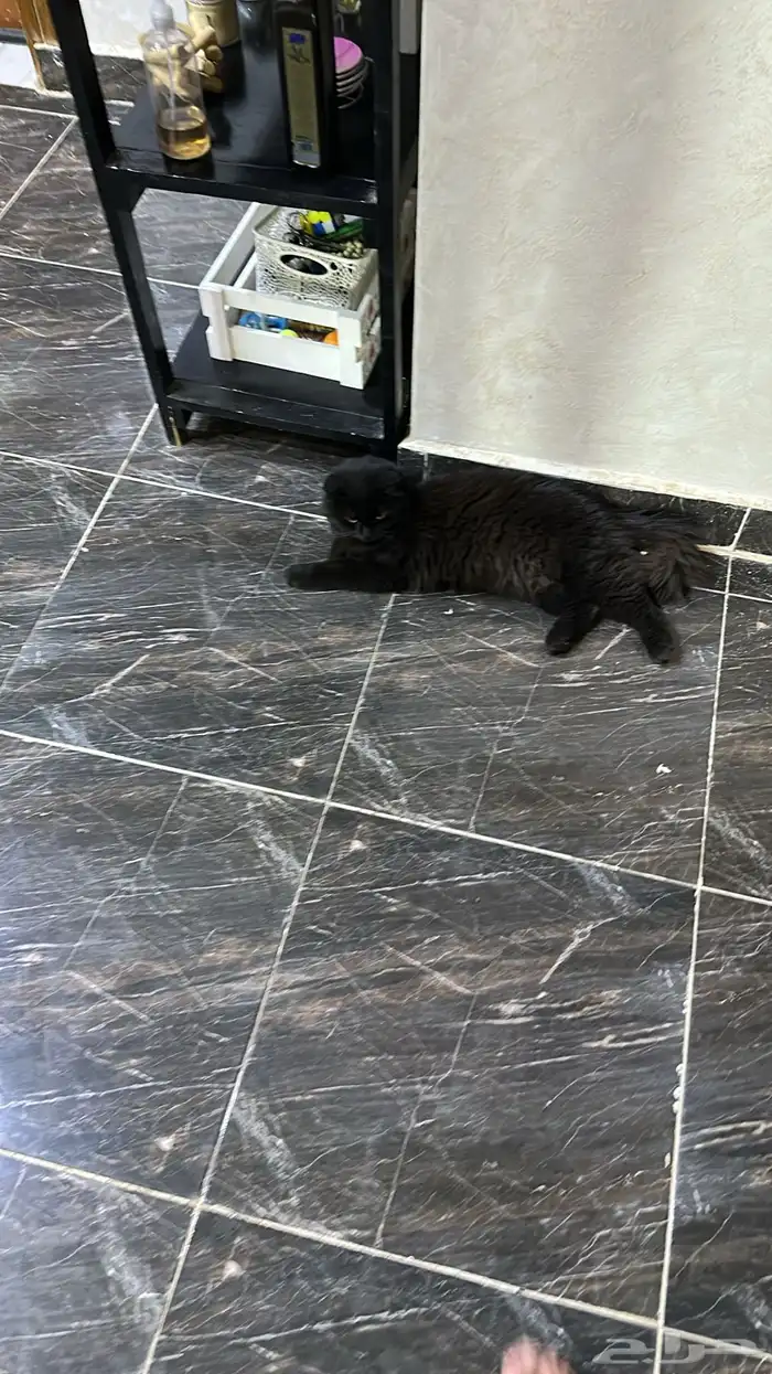 قط ضايع ب قارا 2