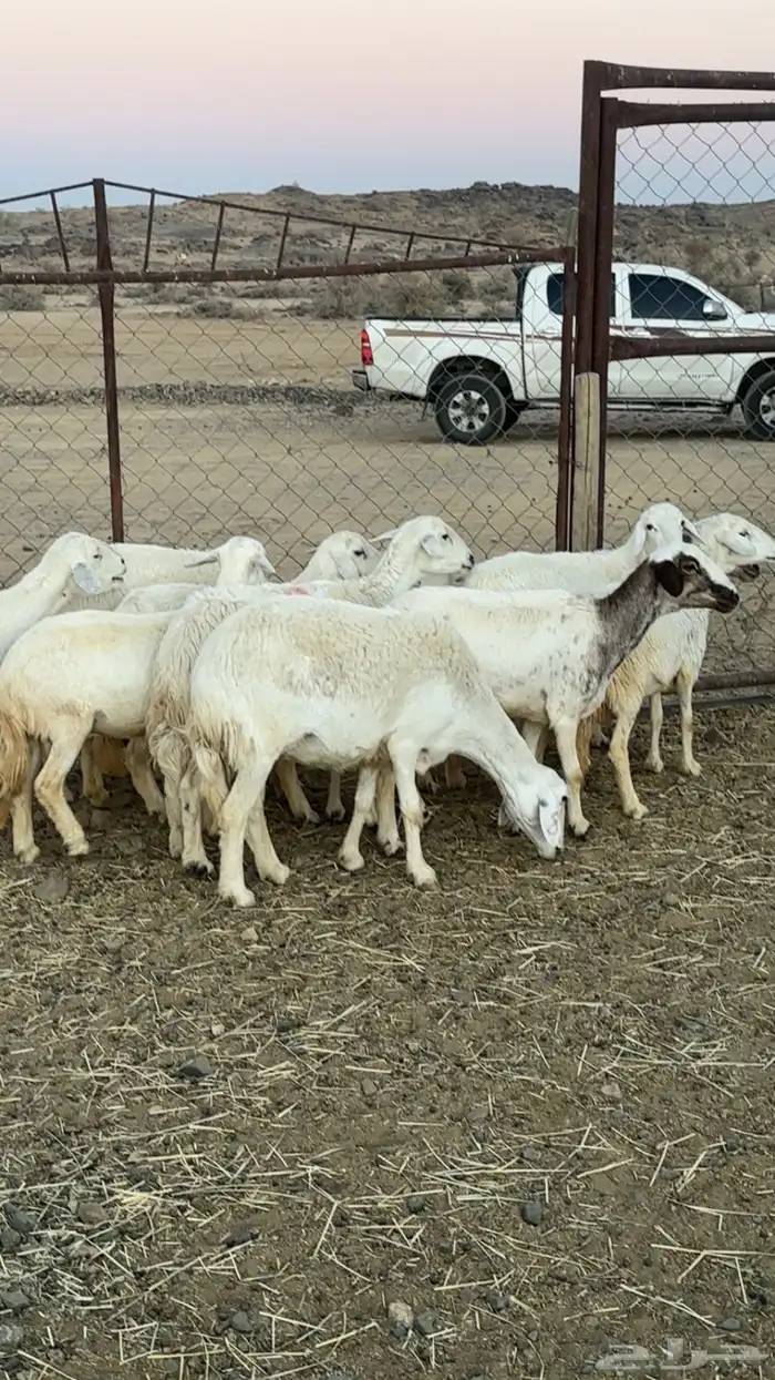 اعرض لكم حلالي ضان دفع دفاع بين مراح واحد ونضاف ومشروطه 5