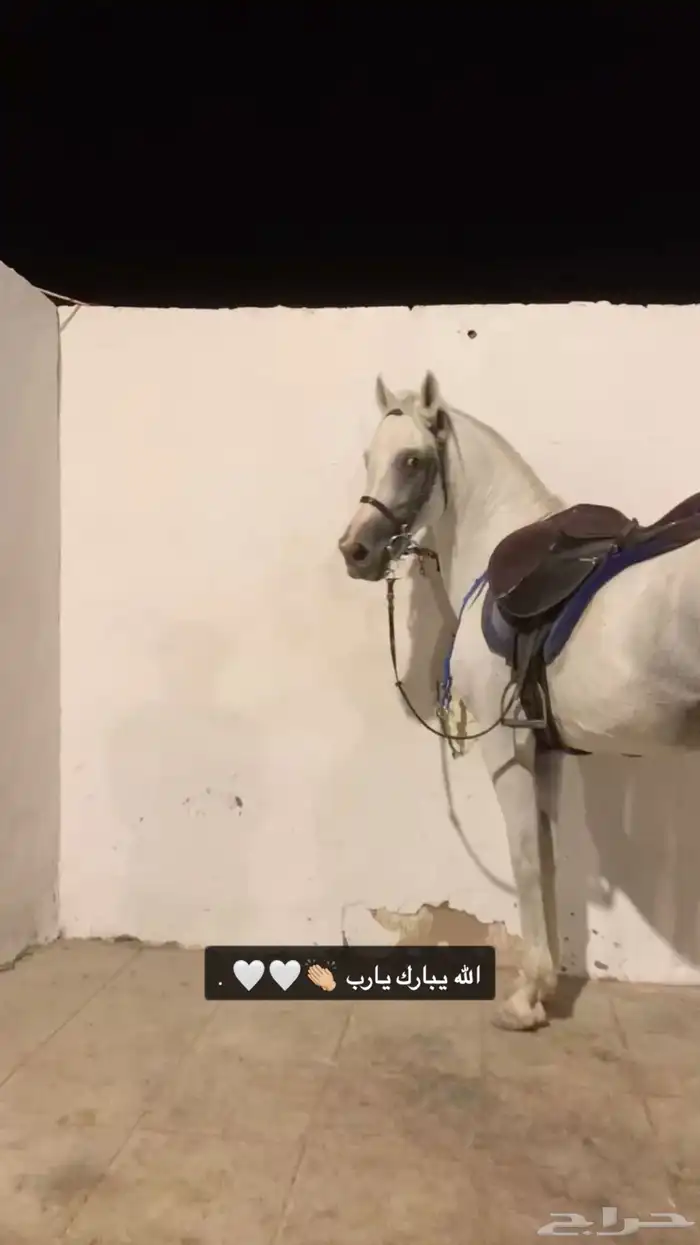 حصان جزيري للبيع 1
