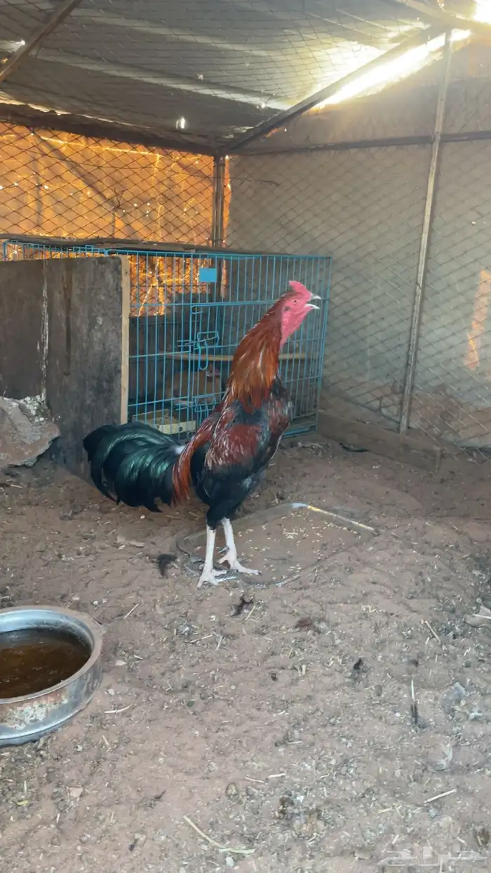 ديك باكستاني 1