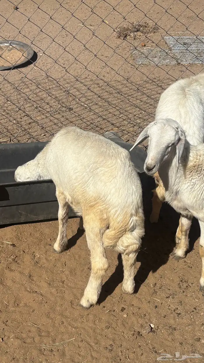 خروفين ورخل للبيع 0