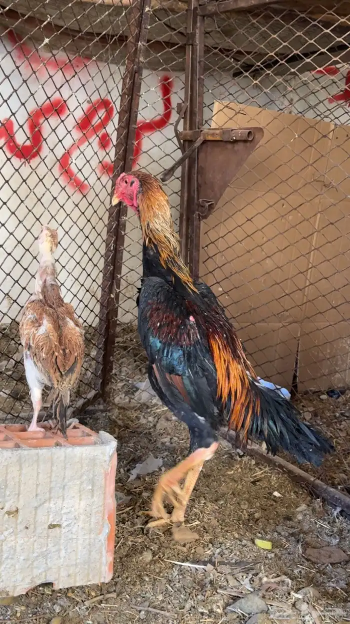 دجاج باكستاني شمو يباني و سندي 19