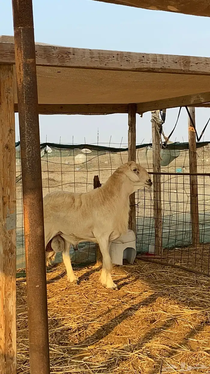 فحل حري صنف منتج (ولد خطر) 2