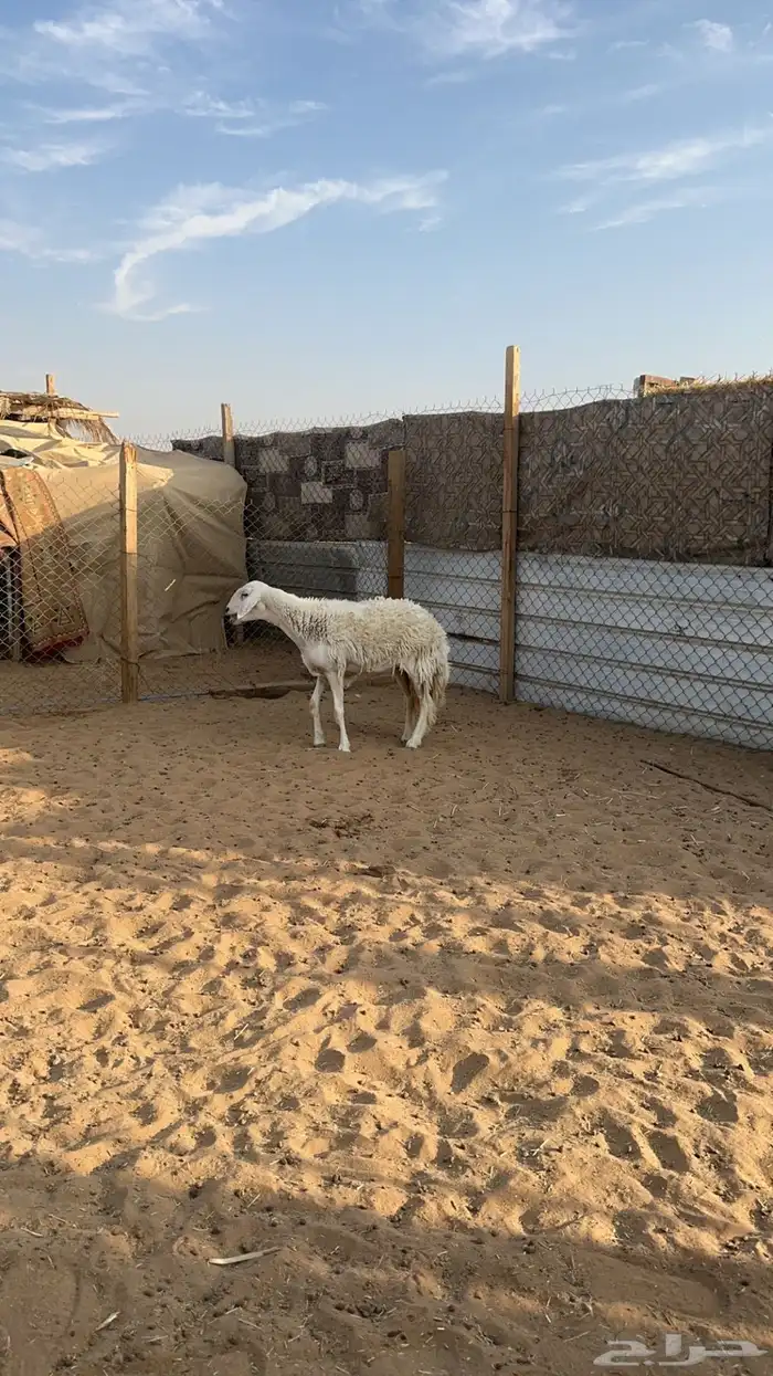 جذعه حرشا طيبه 0