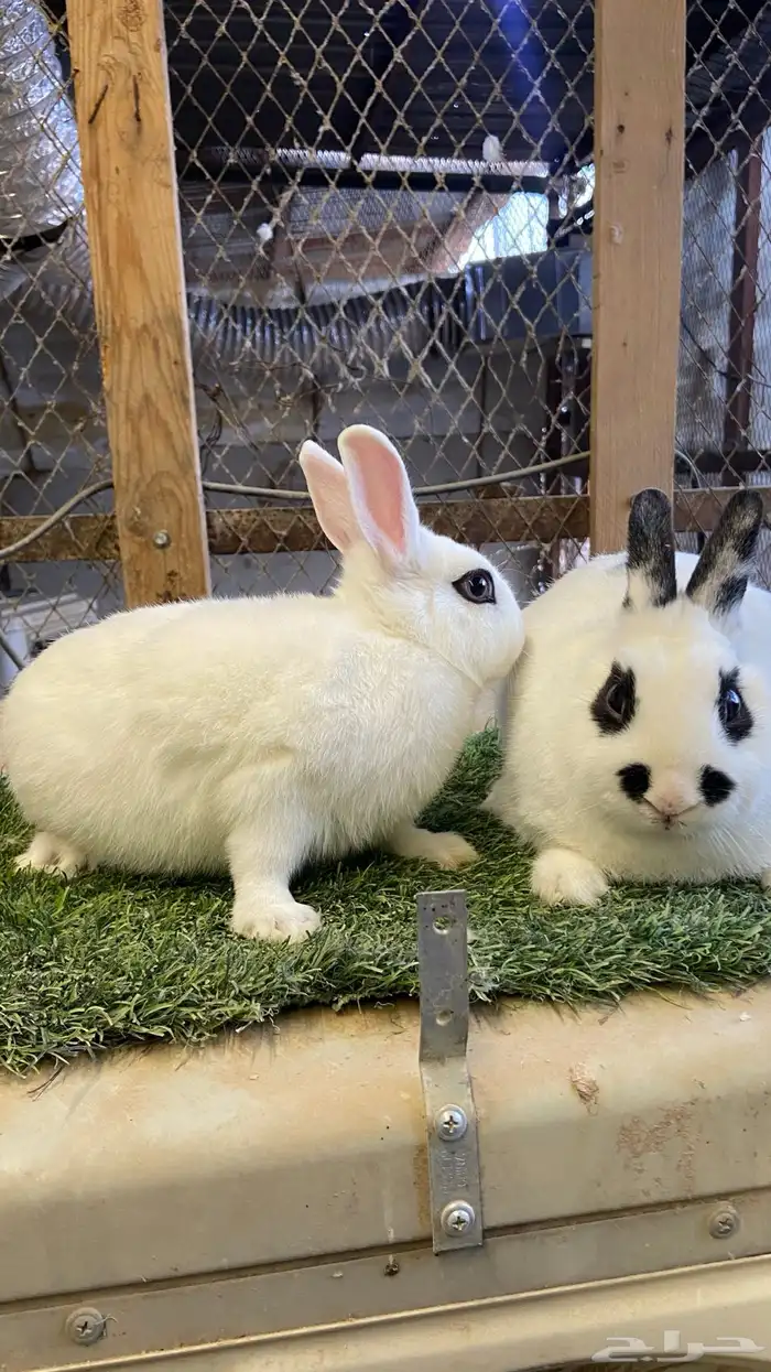 ذكورة ارانب قزميه 2