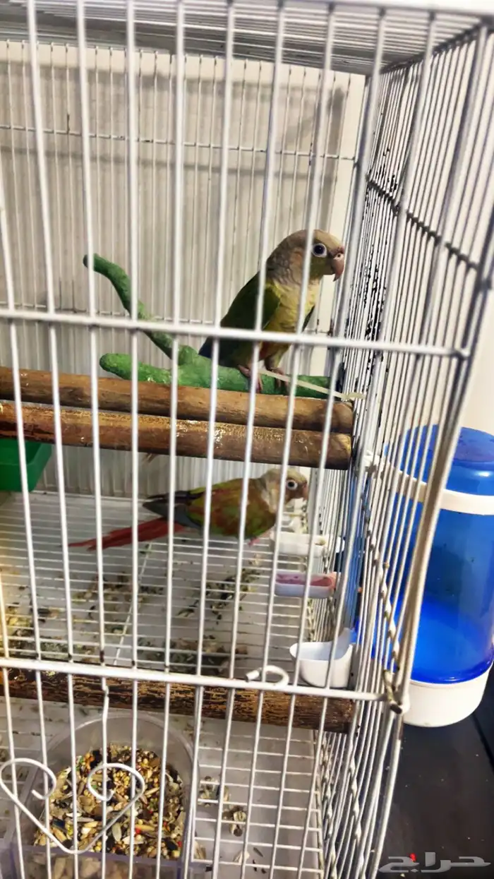 جوز كنيور طفره 3