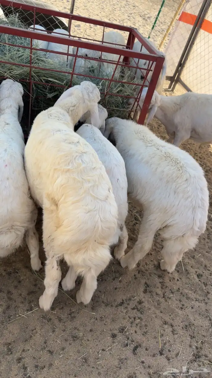 مراح الثمانين لذبايح 2