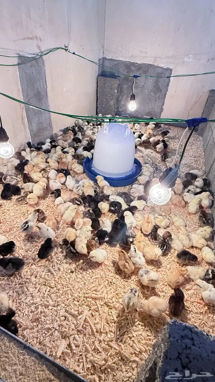 صيصان بلدي 3