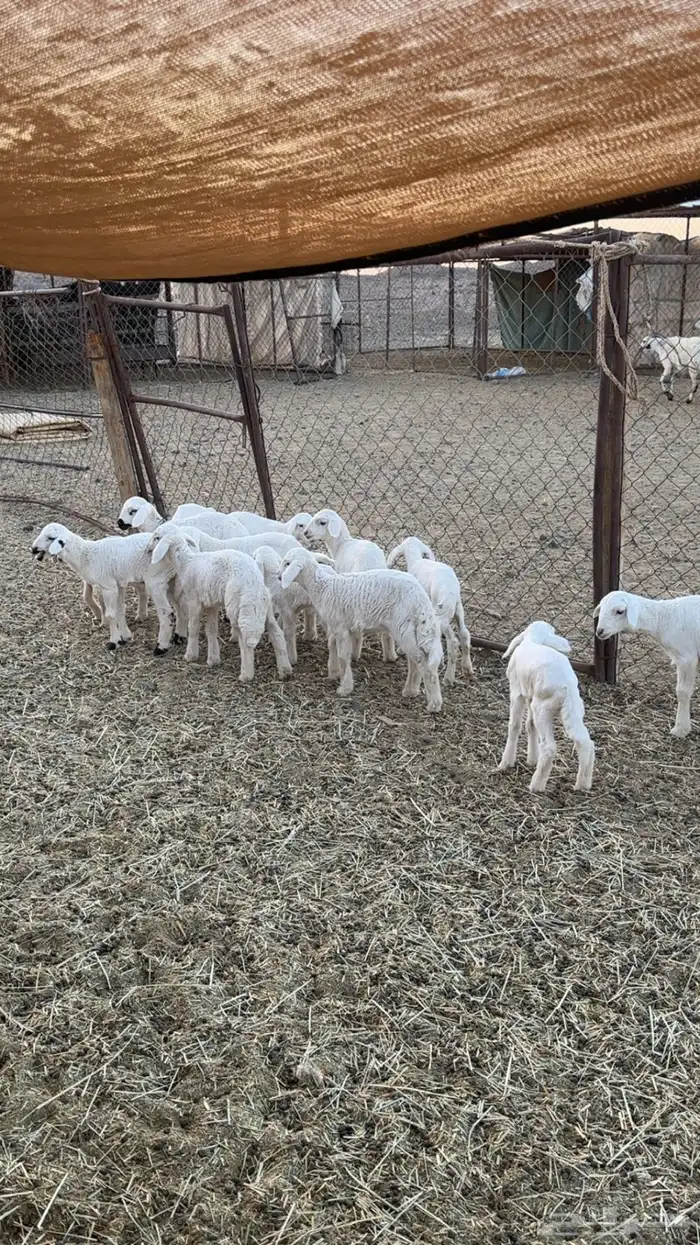 اعرض لكم حلالي ضان شهران متابيع كفوو مراح واحد واسنان 7