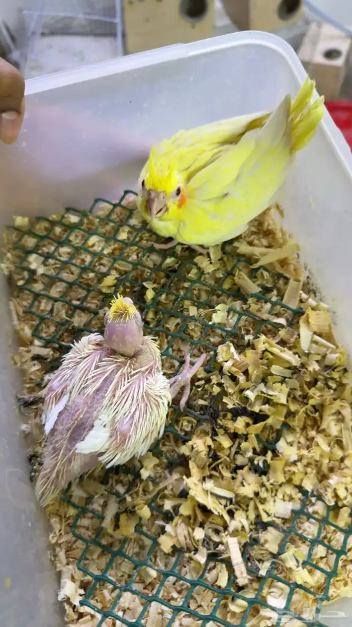 فروخ كروان لاتينو 0