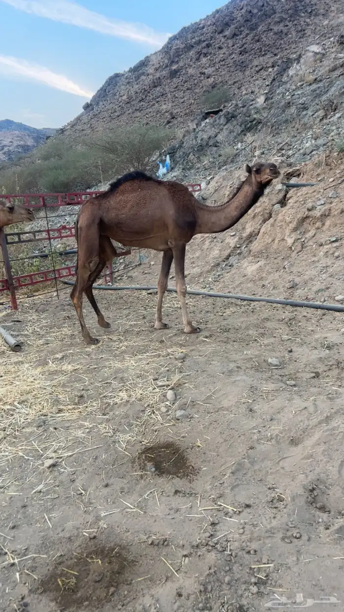 بكار حمر طيبه 0