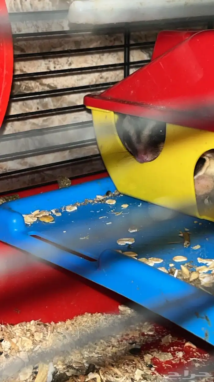 زوجين ودكر 5