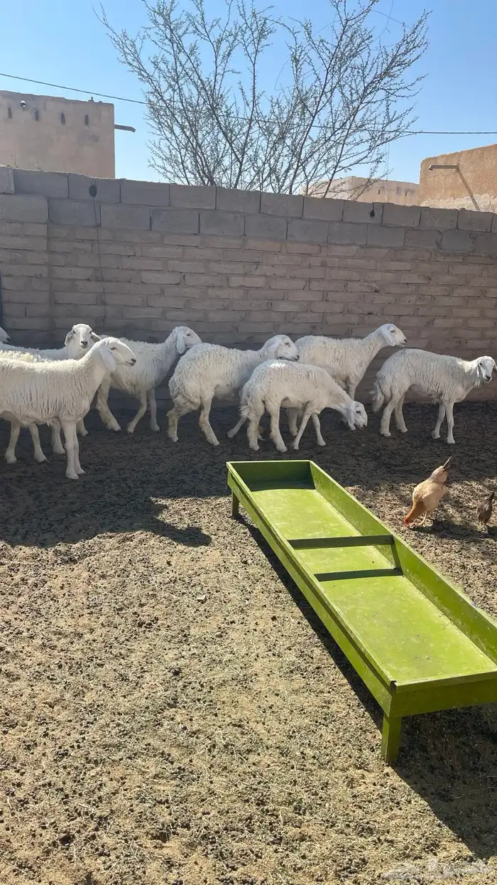 رخال للبيع 3