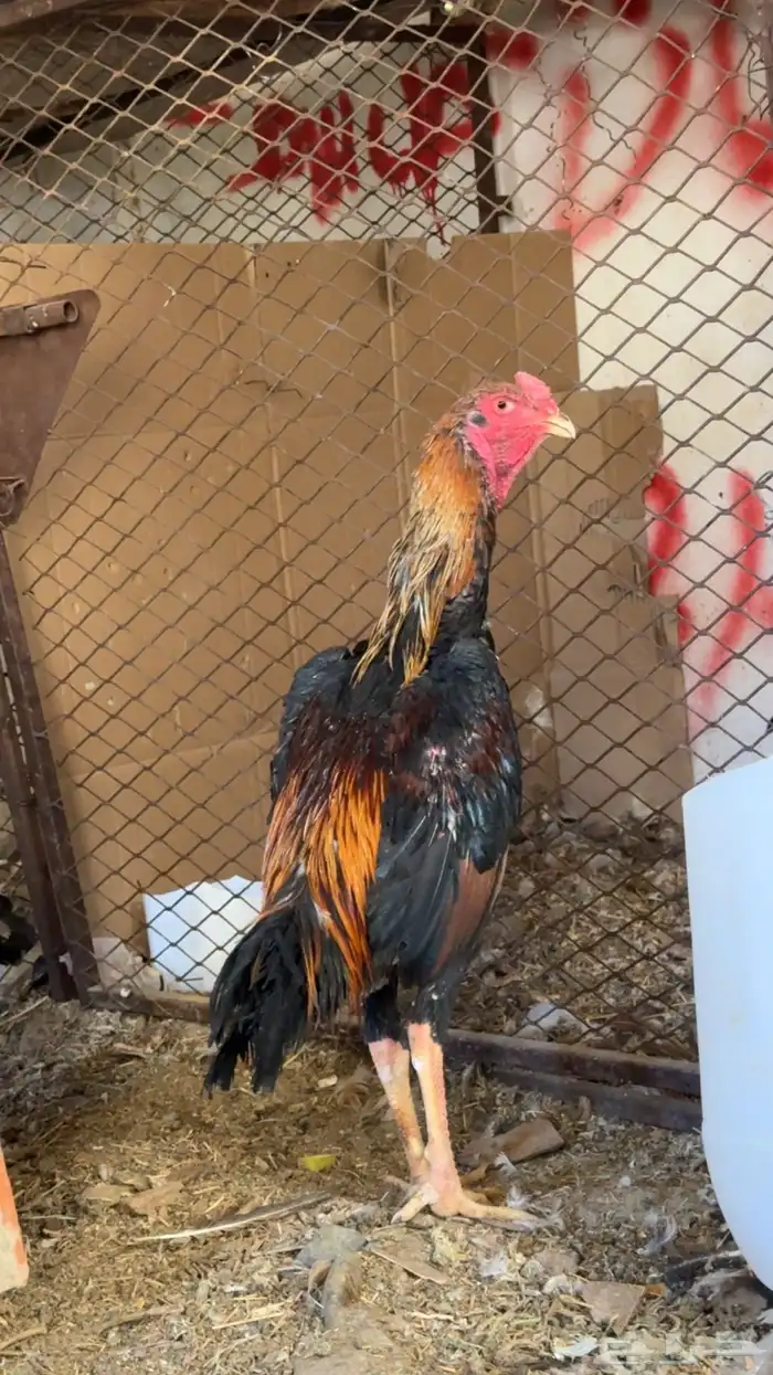 دجاج باكستاني شمو يباني و سندي 21