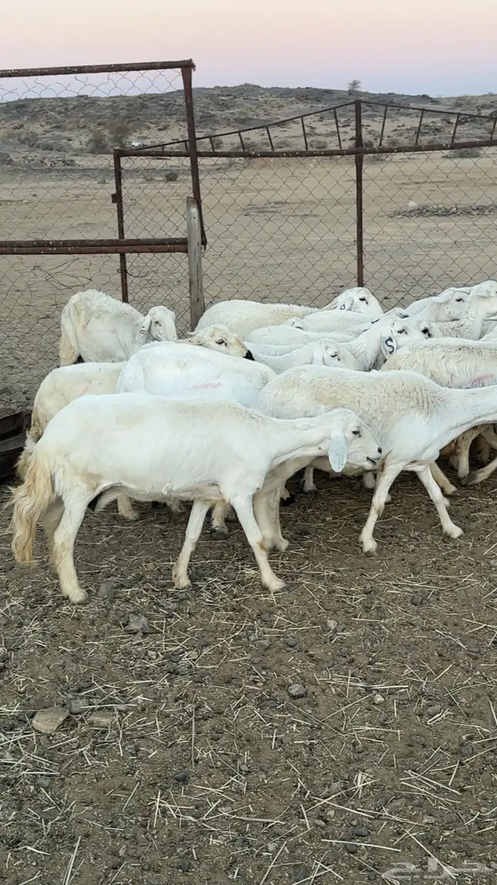 اعرض لكم حلالي ضان دفع دفاع بين مراح واحد ونضاف ومشروطه 8