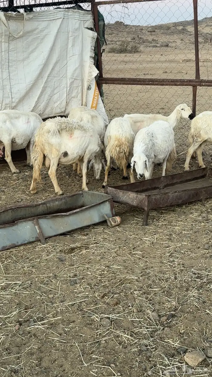 اعرض لكم حلالي ضان دفع دفاع بين مراح واحد ونضاف ومشروطه 3