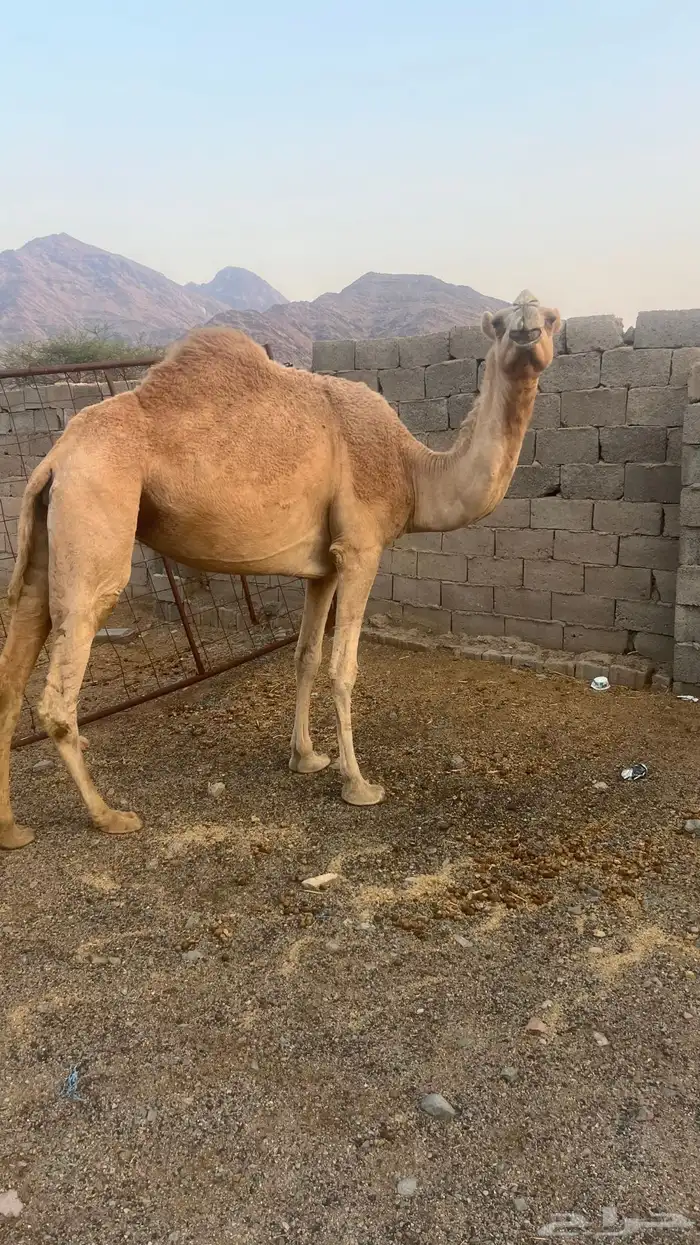 بكره كفو ع ضراب 2