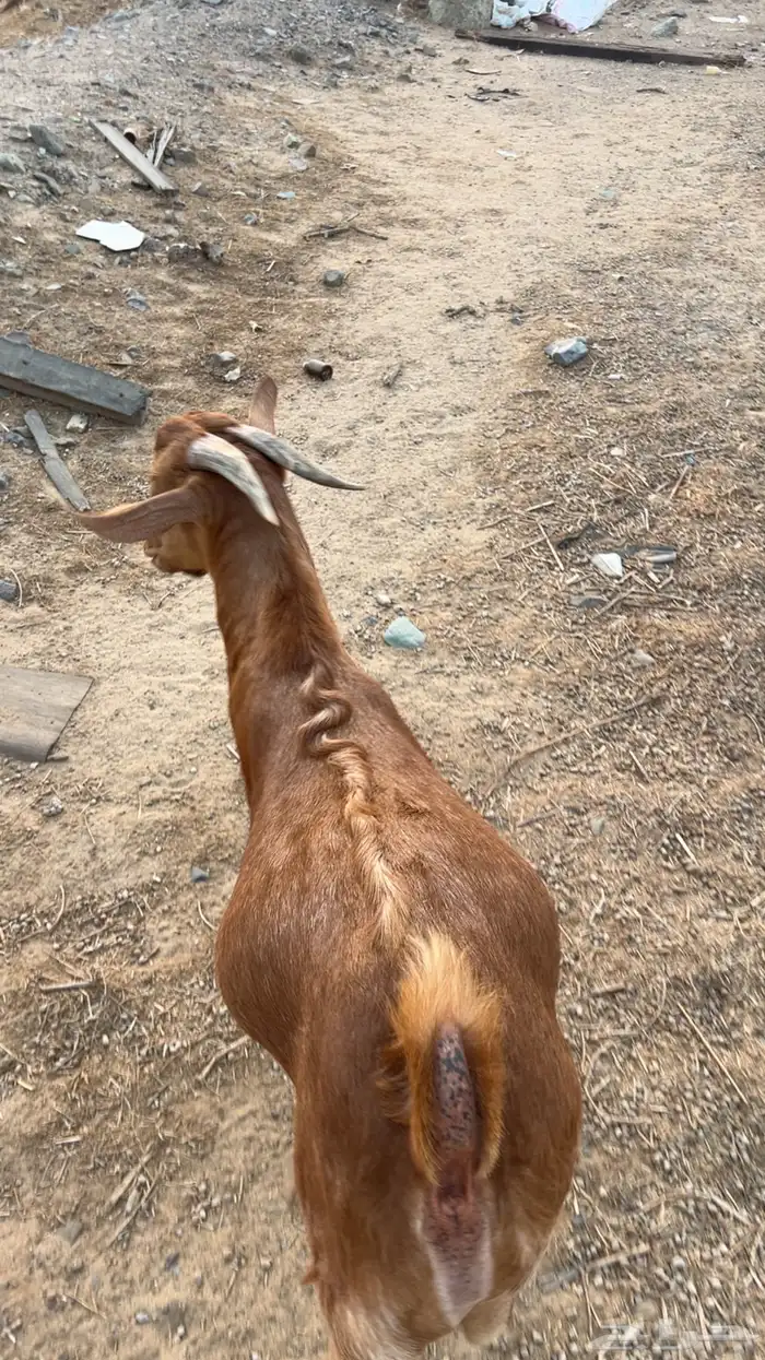 للبيع تيس محايلي 3