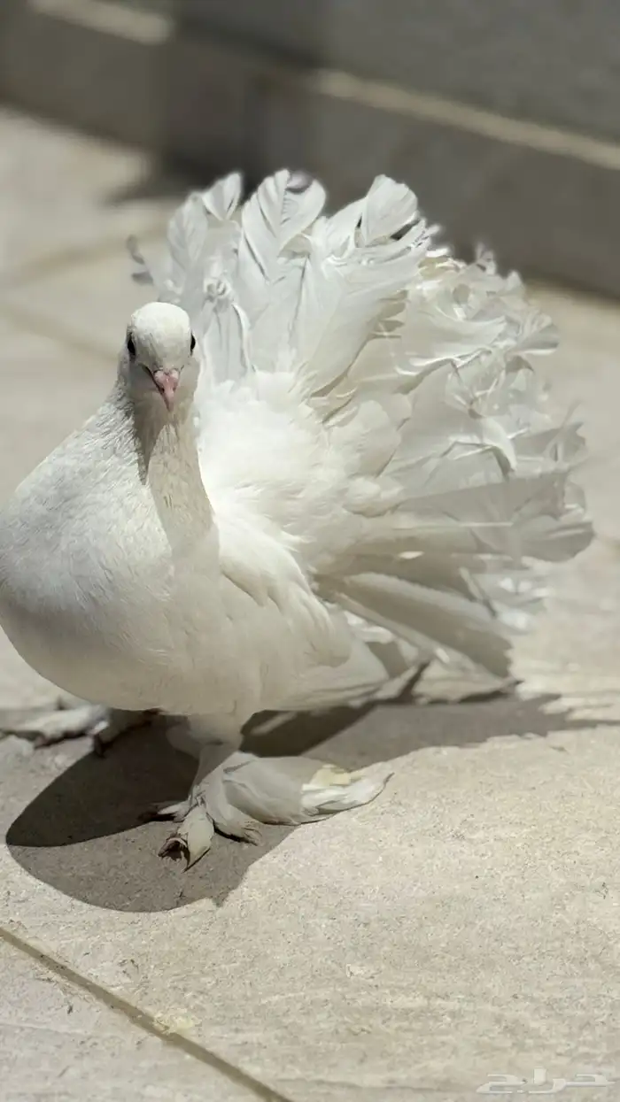 حمام رقاص هندي ابيض توب 2