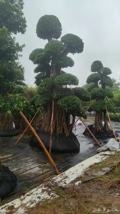 فيكس مايكروكاوبا مستورد نادر شجر index