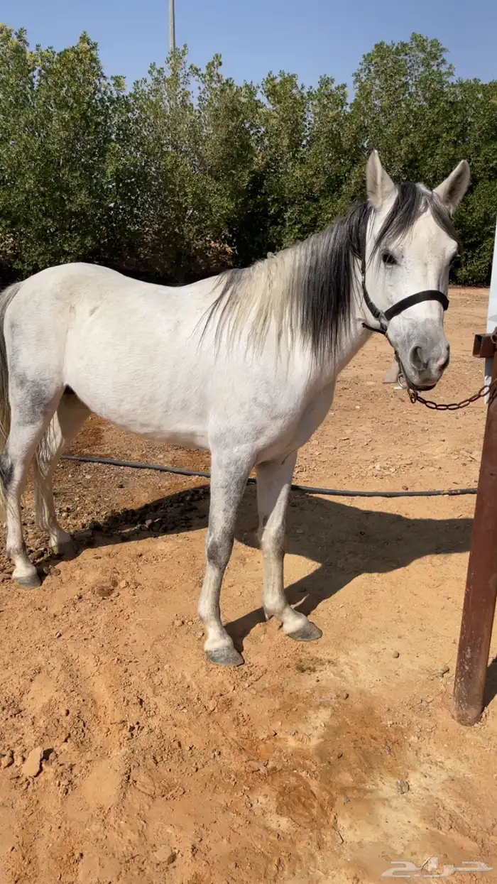 حصان معسوف 3