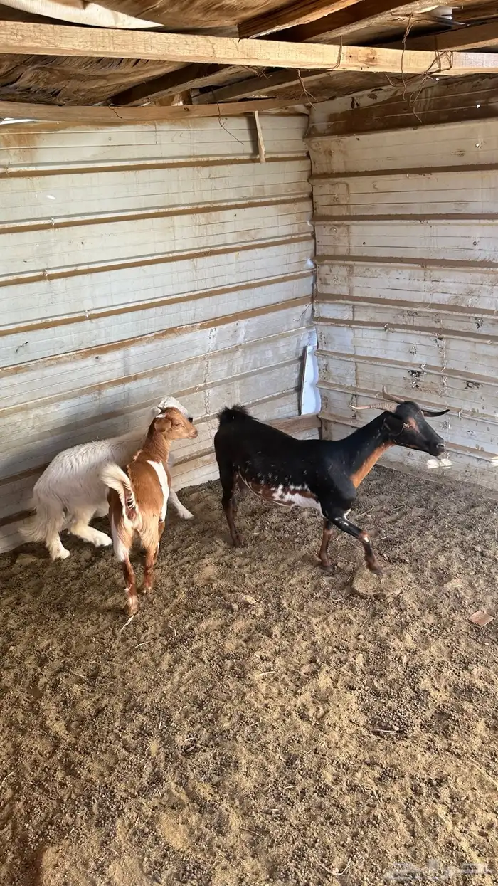 عنز وعناق ورخل 4