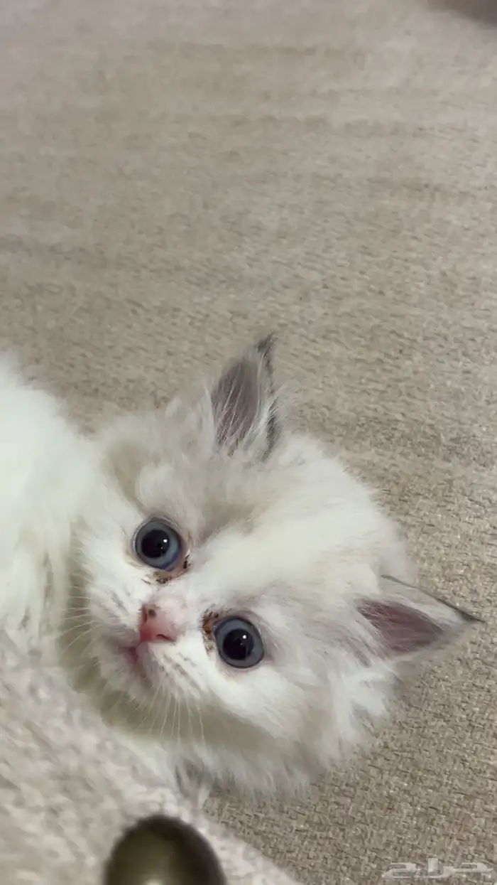 قطة هيمالايا بيور 0