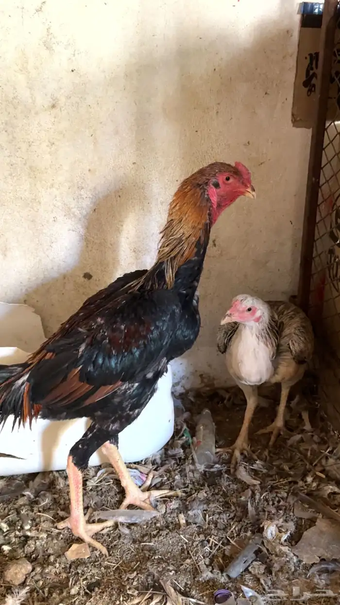 دجاج باكستاني شمو يباني و سندي 23