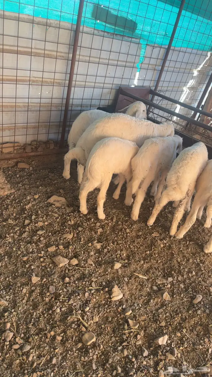 رخال حريات حرش والد 17