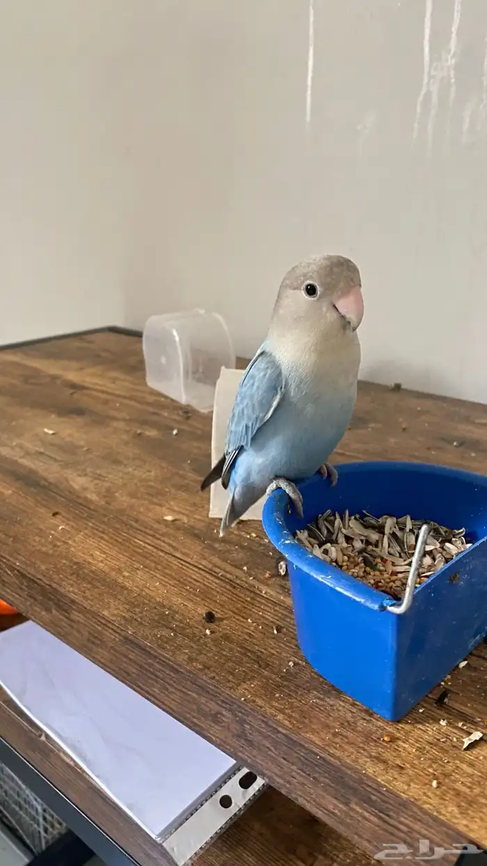 للبيع روز اليف 2