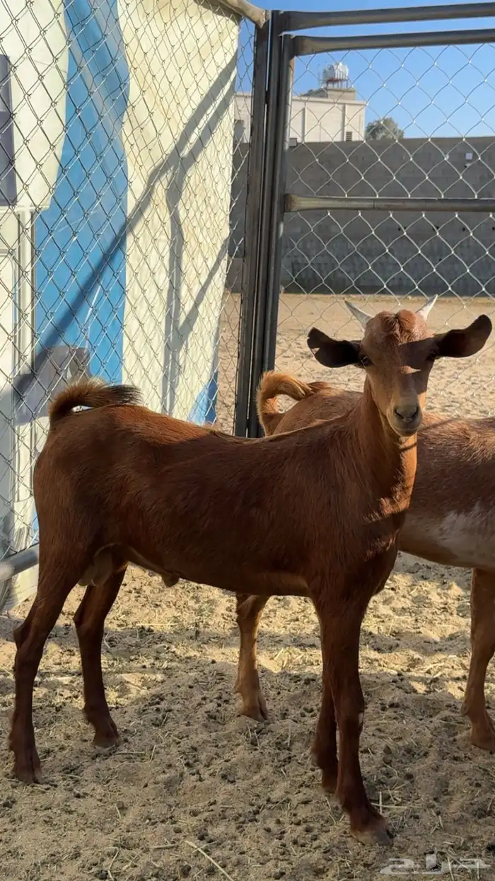 مراح الثمانين لذبايح 3