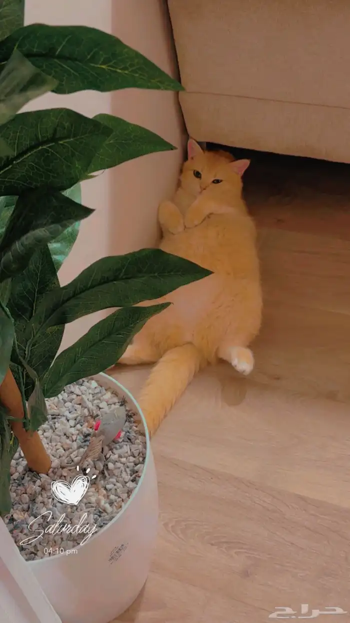 قطه سكوتش تزواج 2