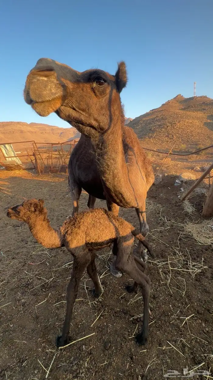 خلفه ناتج اليوم للببع 3