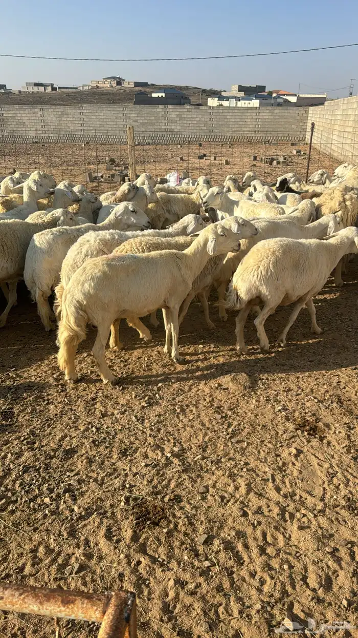 غنم حرية دفينة 1