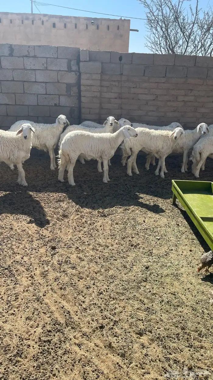 رخال للبيع 5