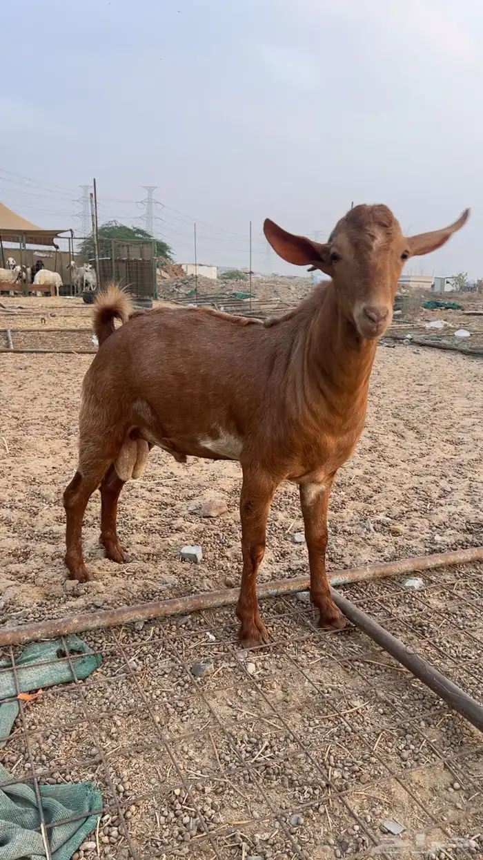 للبيع تيس محايلي 2