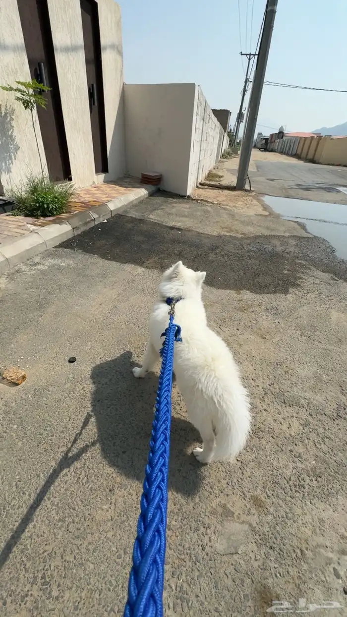 كلب سامويد 1