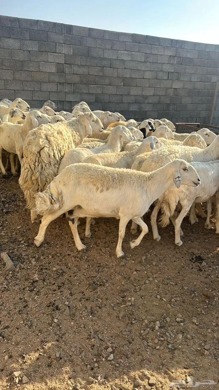 غنم حرية دفينة 0