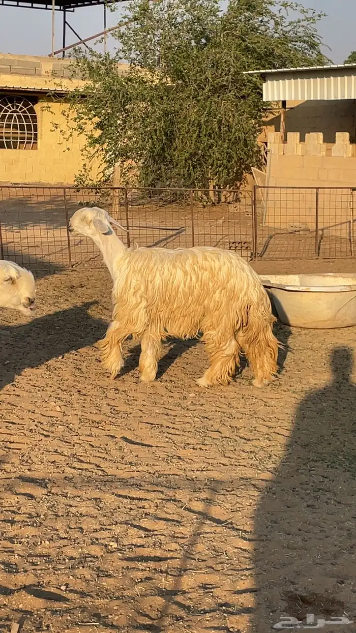 شياه نجد العداد (6)-3حيل و3 دافيع 3