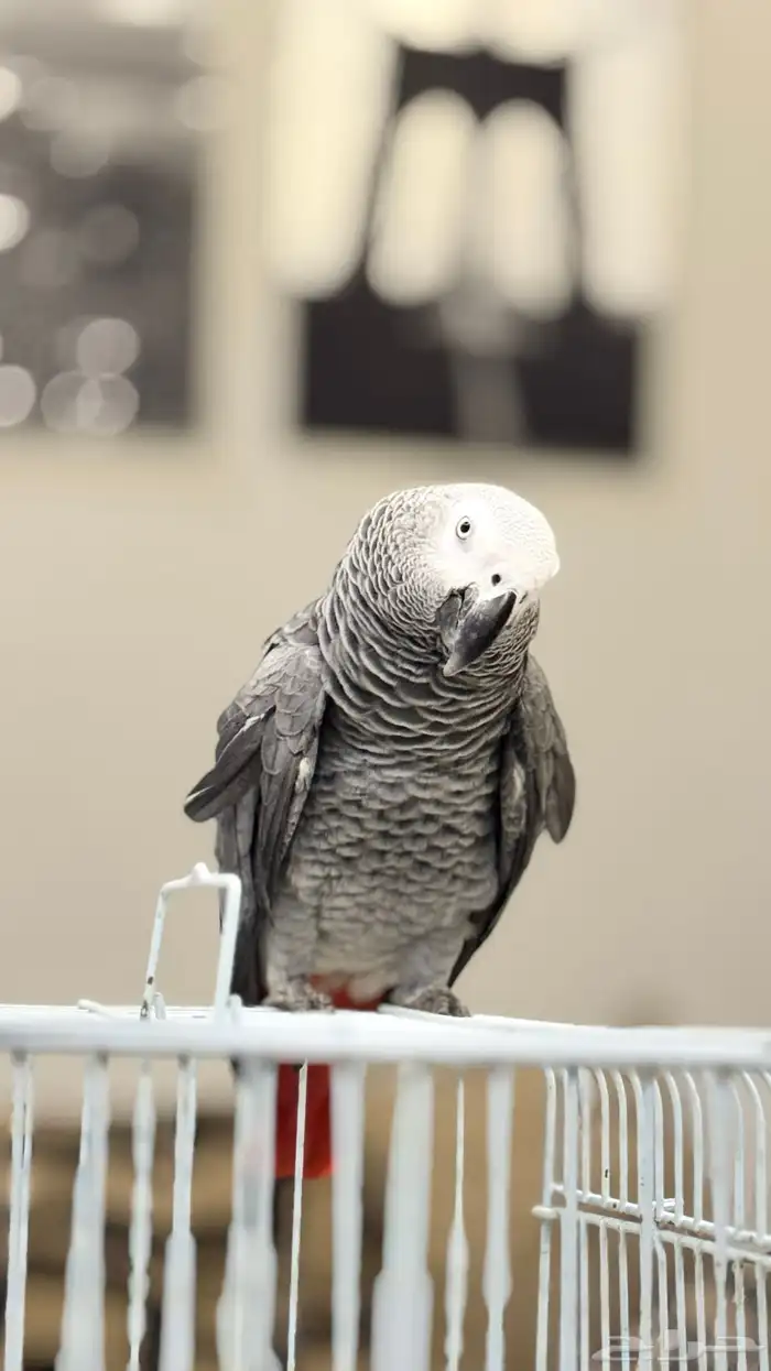 كاسكو متكلم على اليد 4